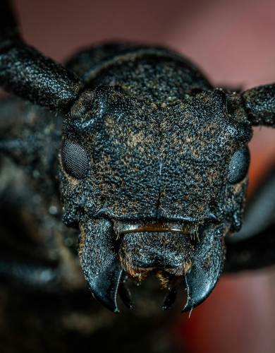 ant control